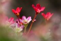 z-diaporama patrick_b saxifrage tele_tn 